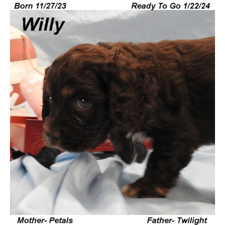 puppy, for, sale, Cocker Spaniel, Joe & Cherri  Overlease, dog, breeder, Miller, MO, dog-breeder, puppy-for-sale, forsale, nearby, find, puppyfind, locator, puppylocator, aca